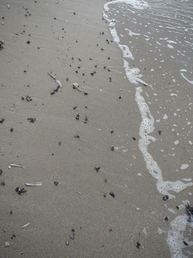 Strandslag Zanddijk 229 Julianadorp Aan Zee Экстерьер фото
